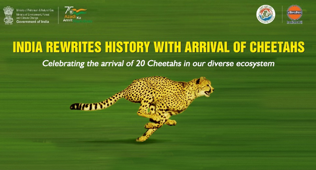 IndianOil fuels Cheetah's arrival to India after 70 years  